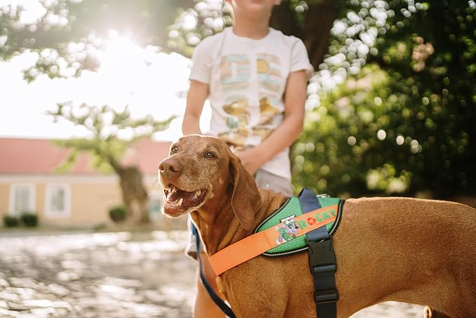 Julius-K9 Paw Patrol Dog Harness, Size: M, Rocky