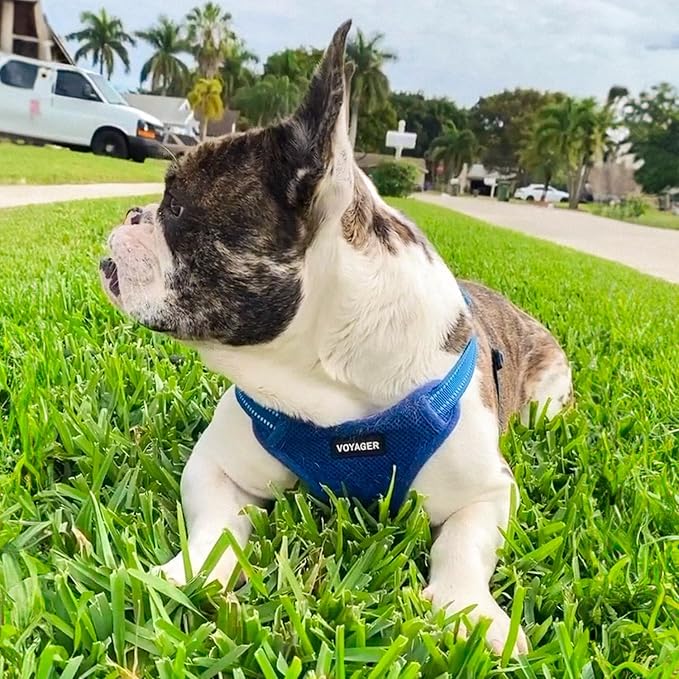 Voyager Step-in Flex Adjustable Dog Harness - Royal Blue, X-Large | 23 - 28" in Chest, Fully Adjustable, Reflective Bands, All Weather Breathable Air Mesh, Lightweight, Fast Drying