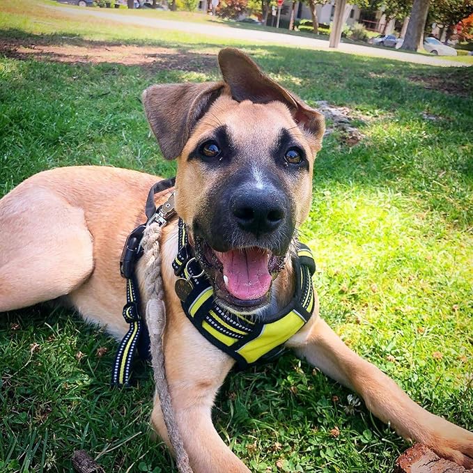 rabbitgoo Dog Harness, No Pull Medium Sized with 2 Leash Clips, Pet Vest | No Choke with Handle, Adjustable Soft Padded, Reflective, Easy Control for Walking, Wild Lime, Medium