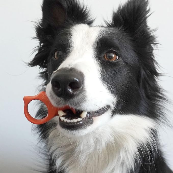 Paw Ready Pet Toothbrushing Assistant for Puppies' Dogs and Cats Allows You to Brush Your pet’s Teeth Without Constantly Worrying About Getting Bitten. (Orange, Medium)