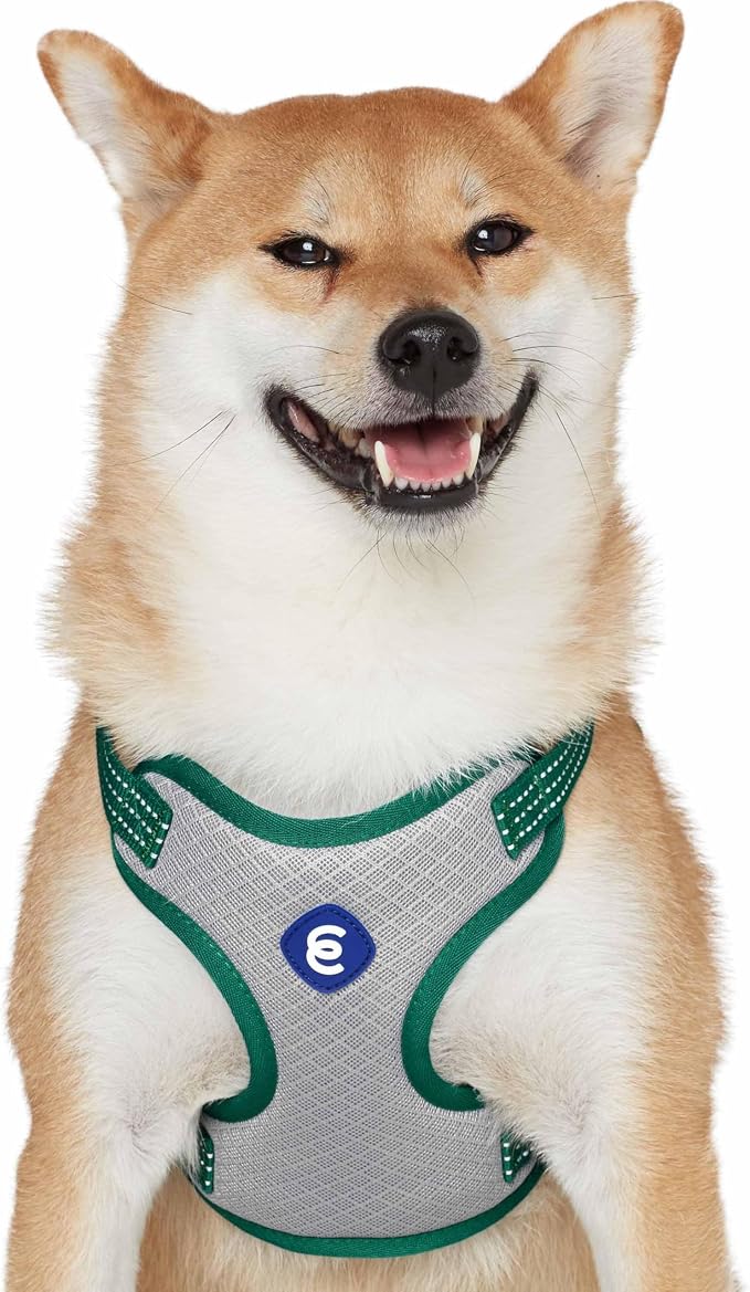 Blueberry Pet Essentials Reflective Better Basics Matching Dog Collar Leash Harness Set in Dark Green, Adjustable Collar with Harness & 5 ft Leash for Medium Dogs