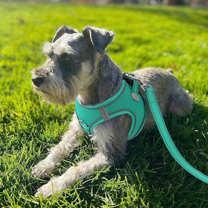 Joytale Step-in Dog Harness, Soft Breathable Mesh, Teal XXS | Adjustable Fit for Small Dogs, Easy Step-in with Secure Fastener, Even Chest Pressure, Reflective For Night Safety, Washable