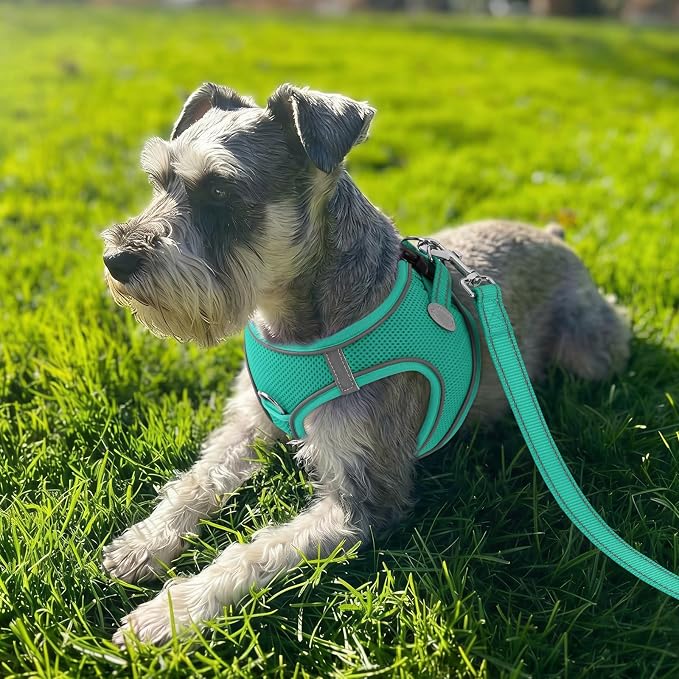 Joytale Step-in Dog Harness, Soft Breathable Mesh, Teal XXXS | Adjustable Fit for Small Dogs, Easy Step-in with Secure Fastener, Even Chest Pressure, Reflective For Night Safety, Washable