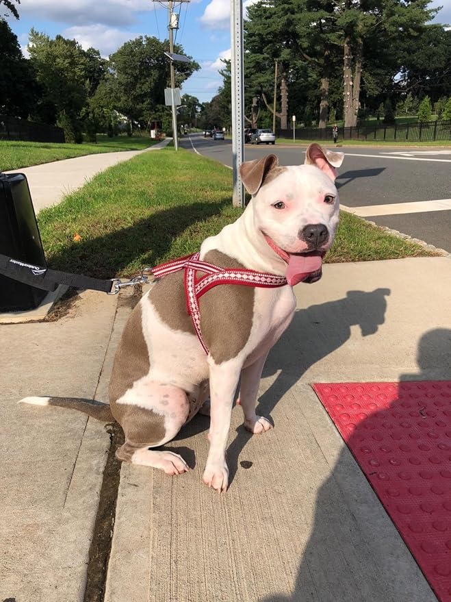 Blueberry Pet 4 Colors Soft & Comfy 3M Reflective Jacquard Padded Dog Harness, Chest Girth 30" - 38.5", Marsala Red, Large, Adjustable Harnesses for Dogs