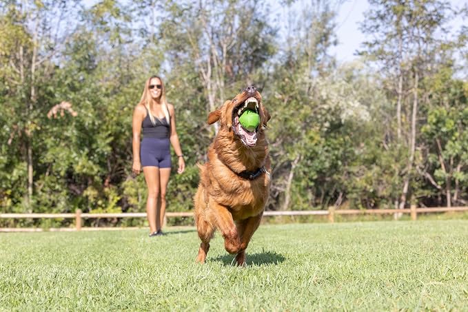 Chuckit! Erratic Ball Dog Toy, Small 2in, 2 Pack, Unpredictable Bounce | Unpredictable Bounces, Great for Puppies