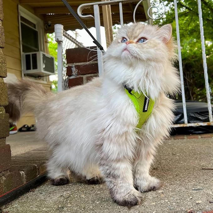Voyager Escape-Proof Step-in Lock Cat Harness & 5ft Neoprene-Handle Leash Set All-Weather Mesh with Reflective Stitching for Small to Large Cats by Best Pet Supplies, Lime Green, S
