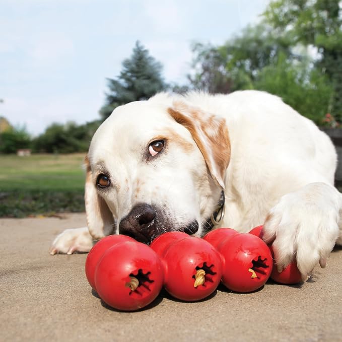 KONG Goodie Ribbon, Stuffable Natural Rubber Dog Toy, for Medium Dogs | Stuffable Bone-Shaped Rubber Toy with Four Fillable Goodie Grippers for Fun, Treat-Based Enrichment Play