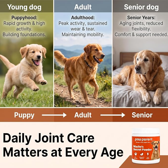 Paw Parent Macho's Secret Powder, Green Lipped Mussel Hip & Joint Powder for Dogs, Spine and Disc Powders, Cardiac Shield Formula with Glucosamine, Msm & Omega-3 for Mobility Support，3Pc