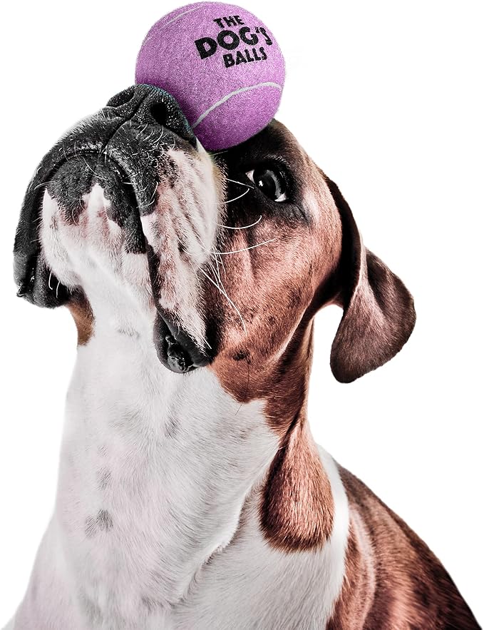 The Dog's Balls Dog Tennis Balls Tough 2.5" 12-Pack Purple Floats in Water | Our fetch balls combine non-abrasive felt exterior and a thicker rubber core Durable Dog Toy for Outdoor Play & Training