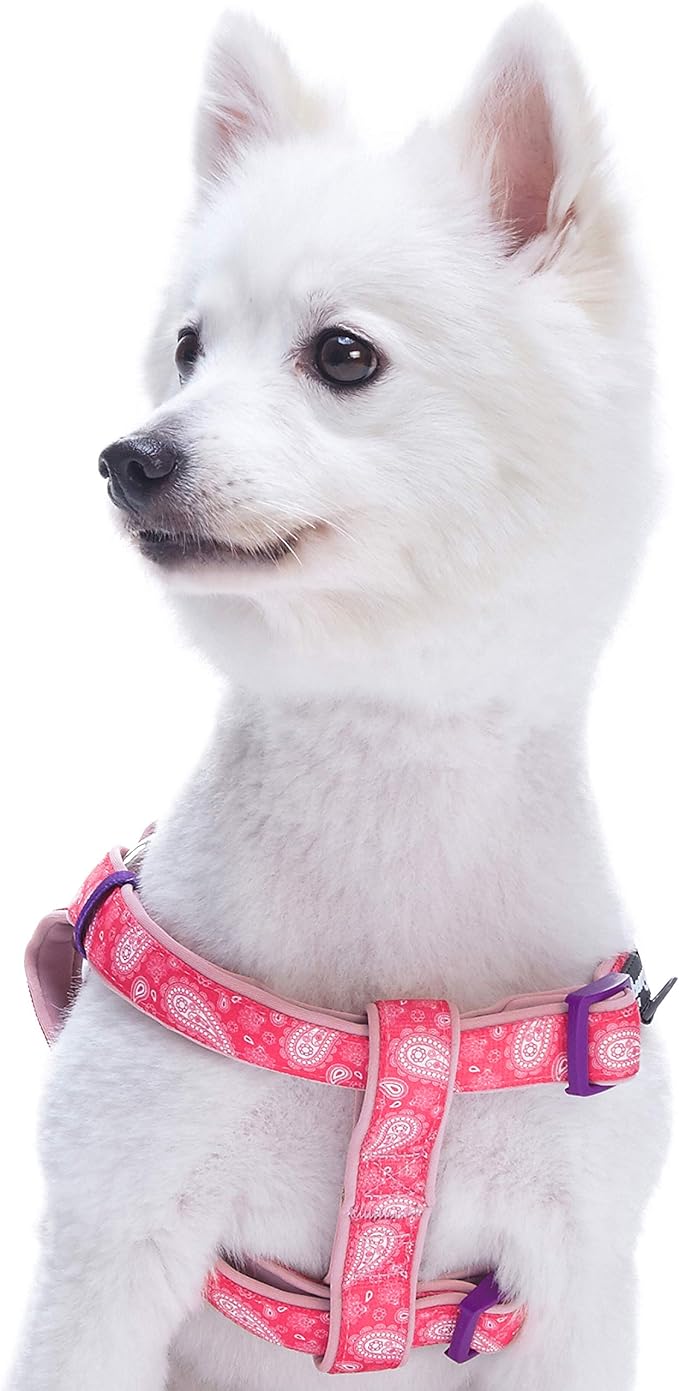 Blueberry Pet 5 Colors Soft & Comfy Step-in Paisley Flower Print Dog Harness, Chest Girth 19.5" - 25.5", Pink, Medium, Adjustable Harnesses for Dogs
