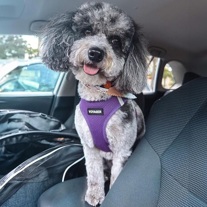 Voyager Step-in Air Dog Vest Harness - Purple, X-Large | 20.5 - 23" in Chest, Reflective Bands, All Weather Breathable Air Mesh, Cats Compatible, Lightweight, Fast Drying