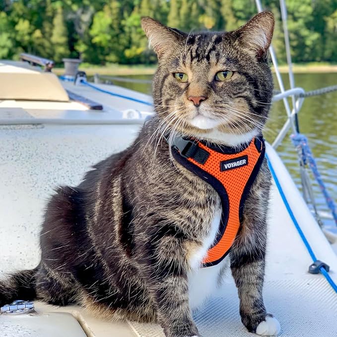 Voyager Escape-Proof Step-in Lock Cat Harness & 5ft Neoprene-Handle Leash Set All-Weather Mesh with Reflective Stitching for Small to Large Cats by Best Pet Supplies, Orange/Black Trim, S
