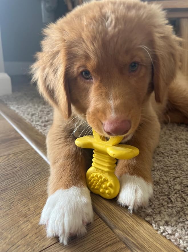 Nylabone Puppy Chew Rubber Textured Teether Dog Chew Toy, Vanilla Flavor | Small, natural rubber, soothing teething toys for puppies, puppy enrichment, puppy teething relief, up to 25 lbs