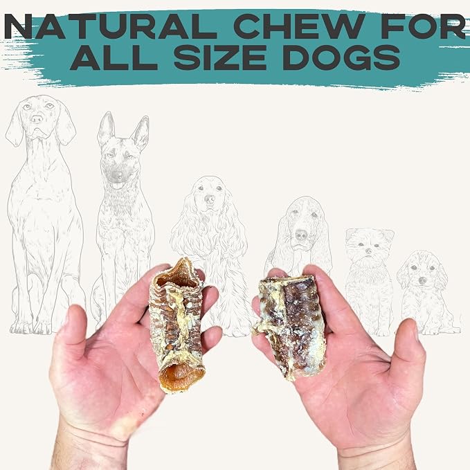 JACK'S PREMIUM Beef Trachea (Moo Tube) Natural Glucosamine Source Thick Beef Dog Chews All Natural Made in USA Single Ingredient Rawhide Alternative (3" 15 Count)