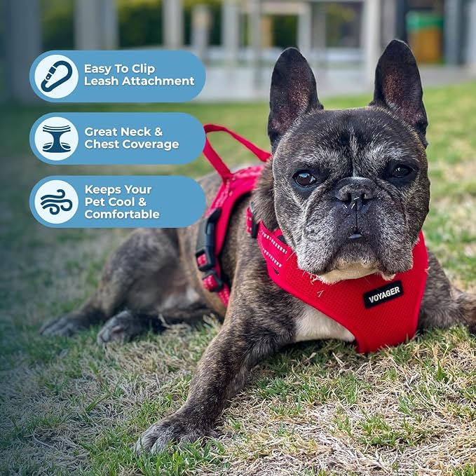 Best Pet Supplies Voyager Adjustable Step-in Flex Breathable Mesh Dog Harness for Small Medium Large Dogs Leash Set (Red), M