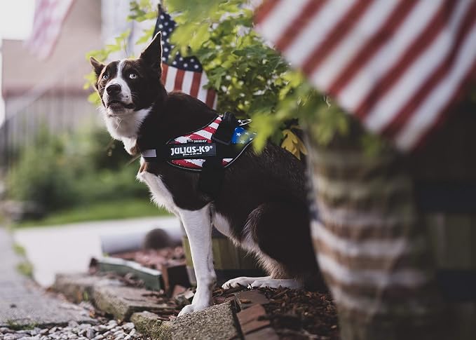 IDC Powerharness, Size: L/1, USA Flag