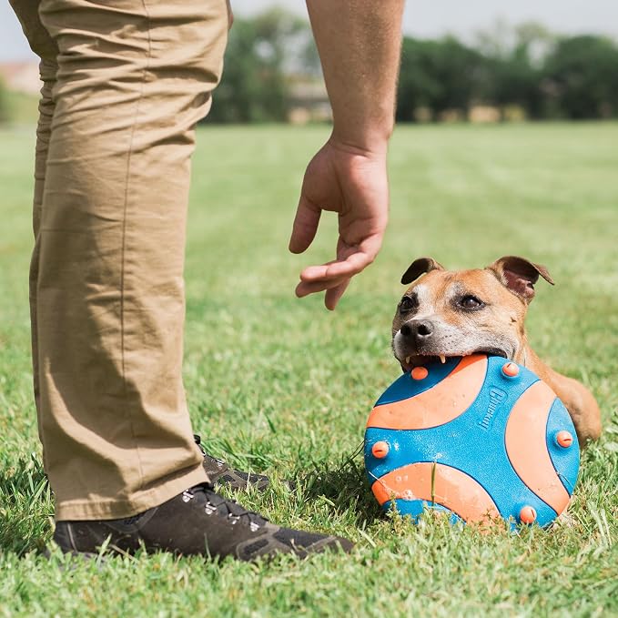 Chuckit! Whistle Flight Fetch Toy, Orange/Blue, for Medium to Large Dogs | Measures 10.6 In x 1.2 In x 11.1 In, for Medium to Large Dogs
