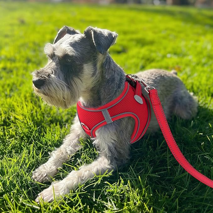 Joytale Step-in Dog Harness, Soft Breathable Mesh, Red XXS | Adjustable Fit for Small Dogs, Easy Step-in with Secure Fastener, Even Chest Pressure, Reflective For Night Safety, Washable