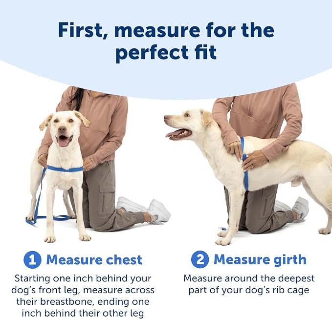 PetSafe Easy Walk No-Pull Dog Harness - Ultimate Harness to Help Stop Pulling - Pull-Free Walks - Take Control & Teach Better Leash Manners - Patented Martingale Loop Design - Apple Green,Medium/Large