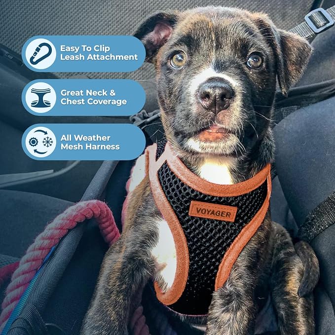Best Pet Supplies Voyager Step-in Air All Weather Mesh Harness and Reflective Dog 5ft Leash Combo with Neoprene Handle, for Small, Medium and Large Breed Puppies - Black/Orange Trim, Large
