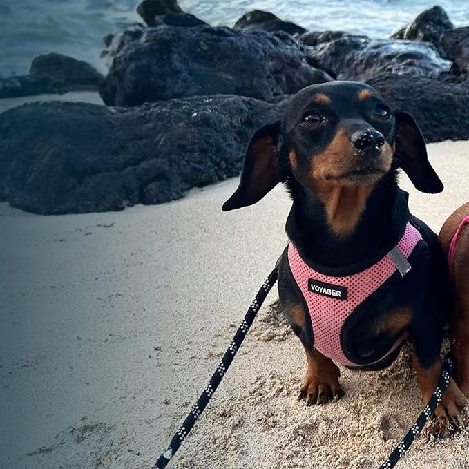 Voyager Step-in Air Dog Vest Harness - Pink/Black Trim, Medium | 16 - 18" in Chest, Reflective Bands, All Weather Breathable Air Mesh, Cats Compatible, Lightweight, Fast Drying