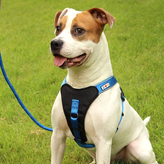 Pawtitas 6FT Training Dog Leash Durable Medium Rope Leash for Dogs Premium Quality Heavy Duty Rope Lead Strong and Comfortable - Teal Puppy Leash