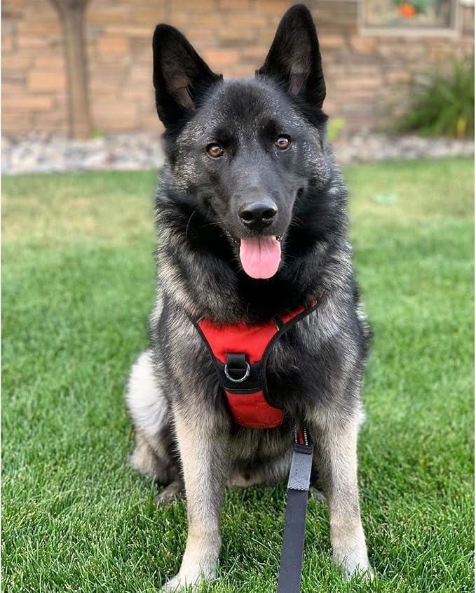 rabbitgoo Dog Harness, No Pull for Large Dogs with 2 Leash Clips, Pet Vest | No Choke with Handle, Adjustable Soft Padded, Reflective, Easy Control for Walking, Red, X-Large