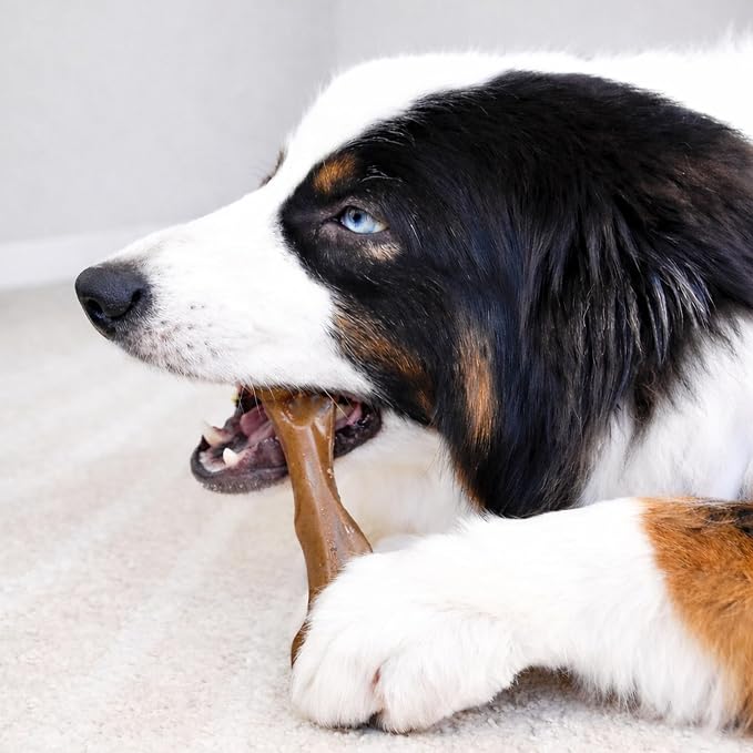 Nylabone Strong Chew Femur Bone Dog Toy, Dog Bone for Aggressive Chewers | Dog bones for large dogs and strong chewers, long-lasting chew toy made with real bison & venison