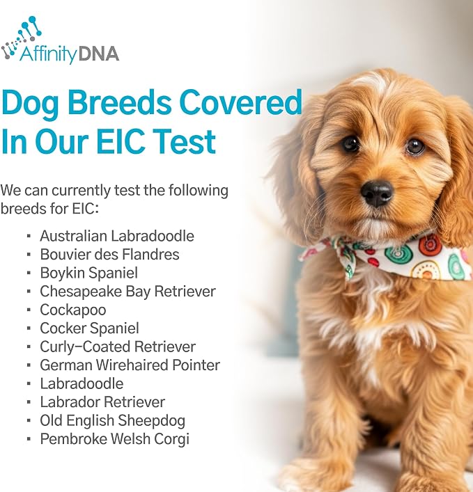 Dog Exercise Induced Collapse (EIC) DNA Test