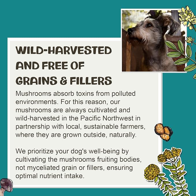 MycoDog Digest, Digestive Mushroom Supplement for Dogs for Healthy Poop