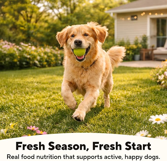 Dave's Pet Food Bland Dog Food for Sensitive Stomachs, Lamb & Rice 13.2 oz