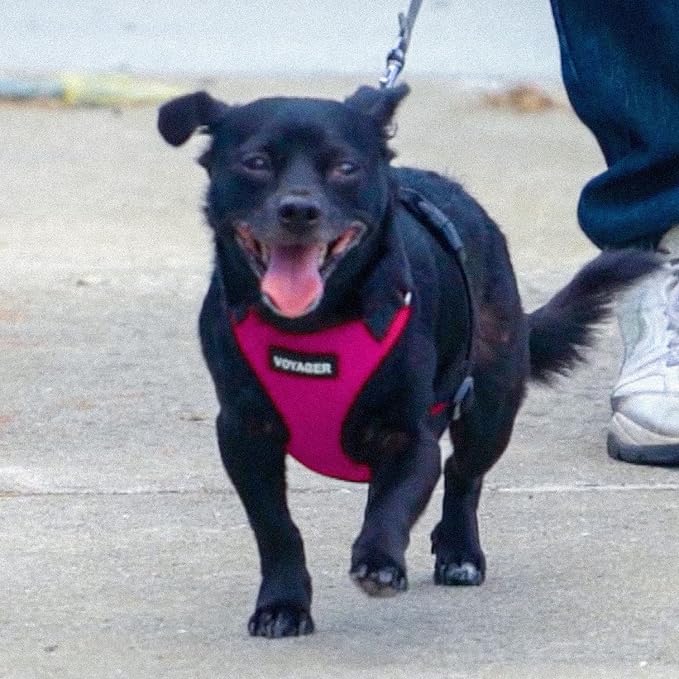 Best Pet Supplies Voyager Step-in Lock Pet Harness w Reflective Pet Leash Combo Set with Neoprene Handle 5ft - Supports Small, Medium and Large Breed Puppies/Cats - Fuchsia/Black Trim Set, M