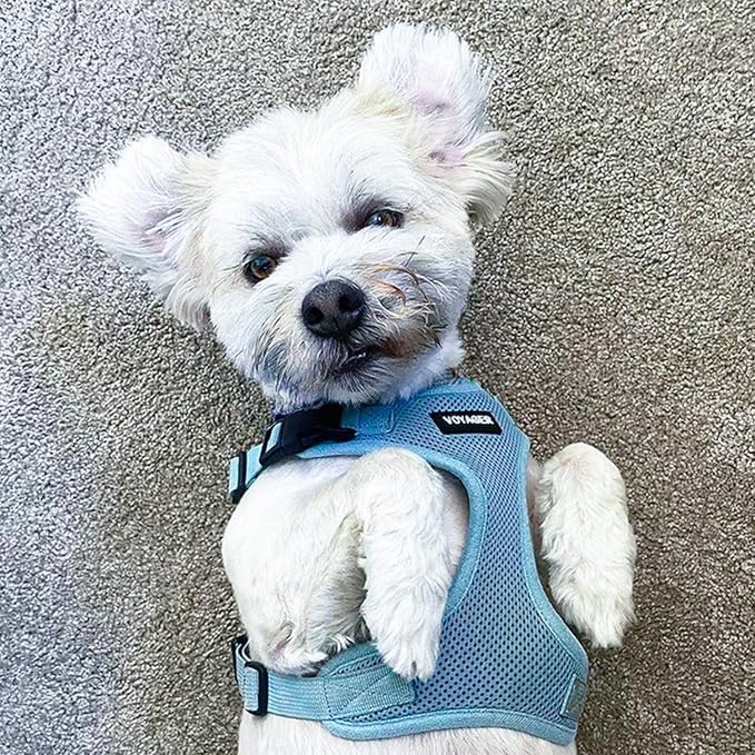 Voyager Step-in Lock Dog Harness - Baby Blue, Medium | 17 - 21" in Chest, Adjustable, Breathable Air Mesh, Lightweight for Daily Walks, Strong Clips, Heavy Duty D-Ring