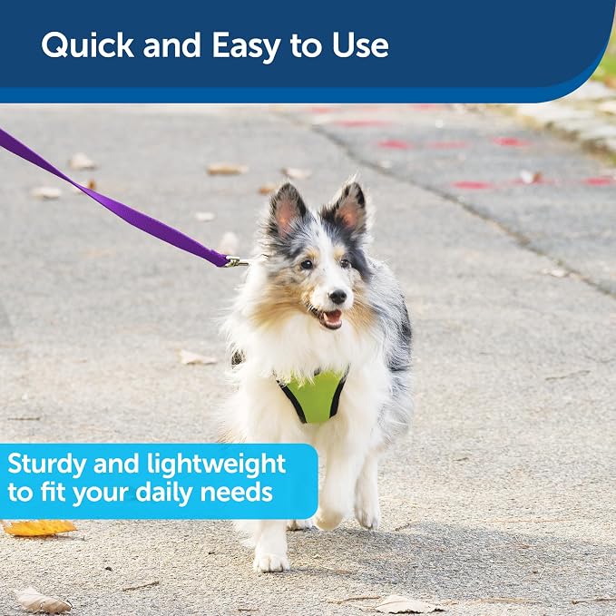 PetSafe Nylon Dog Leash - Strong, Durable, Traditional Style Leash with Easy to Use Bolt Snap - 1 in. x 6 ft., Deep Purple | Durable Nylon Leash with Easy on/off Bolt Snap Hook, Pairs Perfectly with Easy Walk Harness and Gentle Leader Headcollar