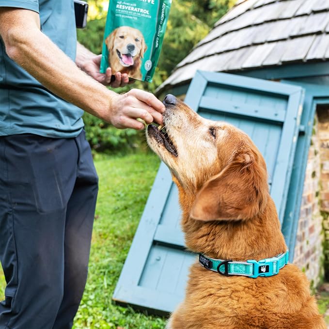 Resveratrol Chews Dog Supplement Bacon Flavor, Large Breed
