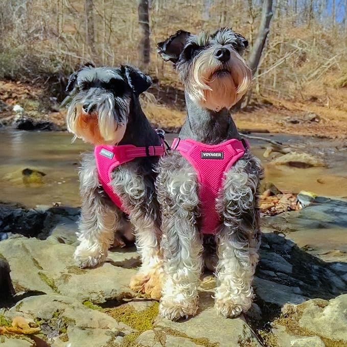 Voyager Step-in Flex Adjustable Dog Harness - Fuchsia, Medium | 17 - 21" in Chest, Fully Adjustable, Reflective Bands, All Weather Breathable Air Mesh, Lightweight, Fast Drying