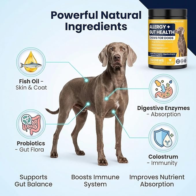 Dog Allergy Chews for Dogs, Itchy Skin & Paw Licking Support, Probiotics for Dogs, Immune & Gut Health, Seasonal Allergy Support, Skin & Coat Health, Chicken Flavor Soft Chews, 200 Ct