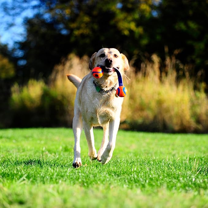 Chuckit! Ultra Duo Tug Toy, Small Indoor and Outdoor for Dogs 0-20 Pounds | Also Doubles as a Dog Ball