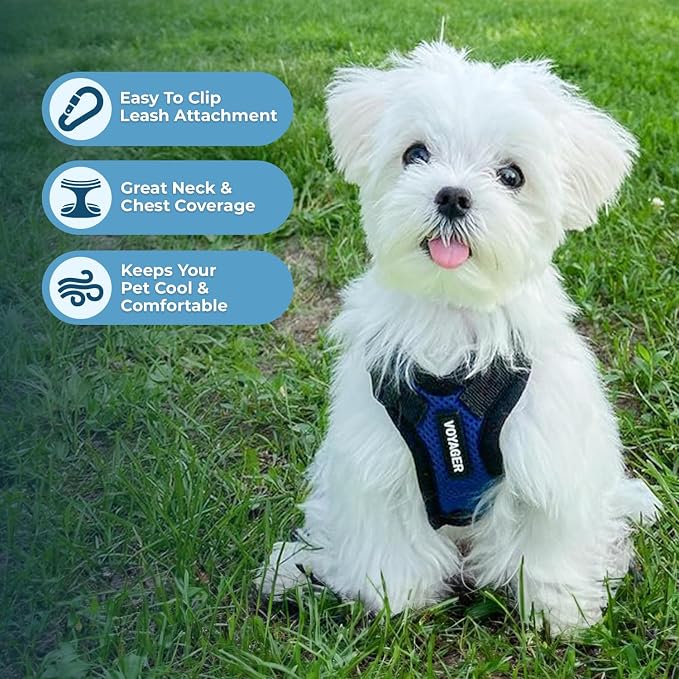 Voyager Step-in Lock Dog Harness - Royal Blue/Black Trim, Medium | 17 - 21" in Chest, Adjustable, Breathable Air Mesh, Lightweight for Daily Walks, Strong Clips, Heavy Duty D-Ring
