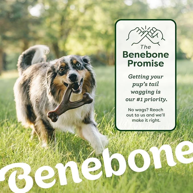 Benebone Bacon Wishbone/Rubber Bone Medium, 2-Pack | Dog Bones, Long-Lasting, Boredom Buster, Natural Rubber