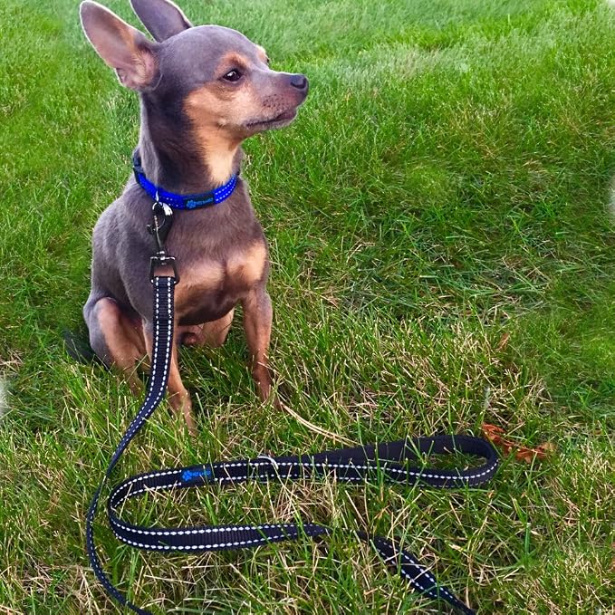 Max and Neo Small Dog Reflective Nylon Leash - Donate a Leash to Dog Rescue for Each Sold (Black, 4x5/8)