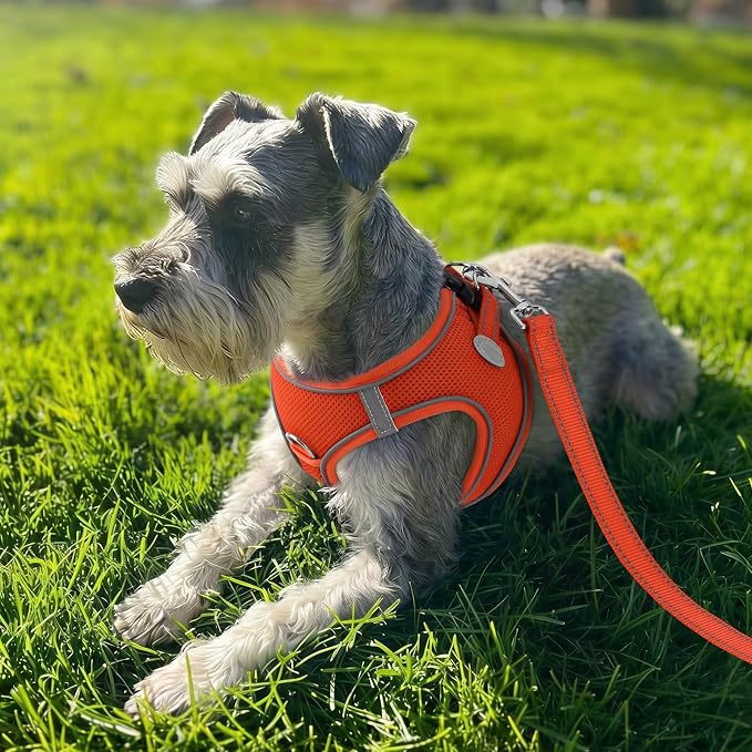 Joytale Step-in Dog Harness, Soft Breathable Mesh, Orange L | Adjustable Fit for Small Dogs, Easy Step-in with Secure Fastener, Even Chest Pressure, Reflective For Night Safety, Washable