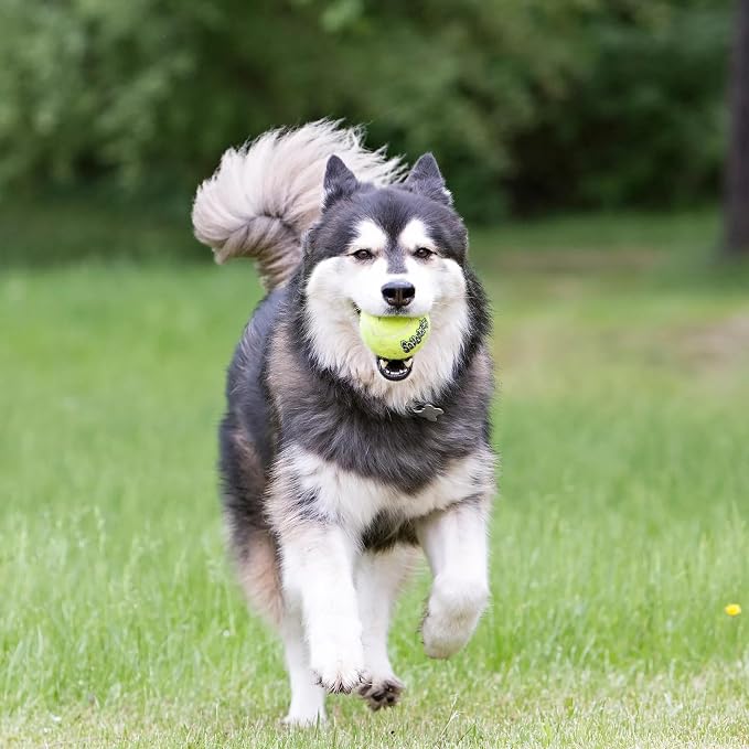 KONG - Squeakair Balls (6 Pack) - Dog Toy Premium Squeak Tennis Balls, Gentle on Teeth - for Medium Dogs