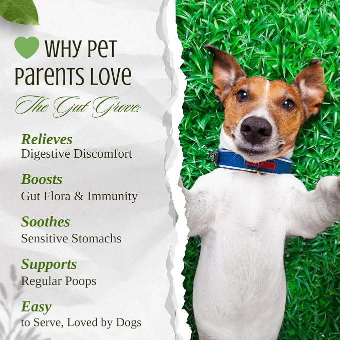 Dog Probiotic Powder – Gut Health Probiotics for Dogs with Digestive Enzymes, Prebiotics & Pumpkin – Supports Firm Stool, Diarrhea Relief, Immune Boost – Natural Dog Gut Health Powder