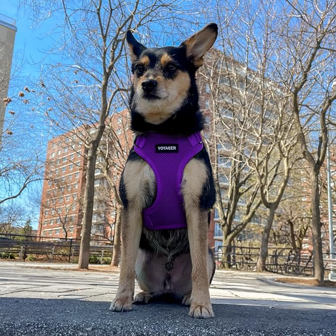 Voyager Step-in Lock Dog Harness - Purple, Medium | 17 - 21" in Chest, Adjustable, Breathable Air Mesh, Lightweight for Daily Walks, Strong Clips, Heavy Duty D-Ring