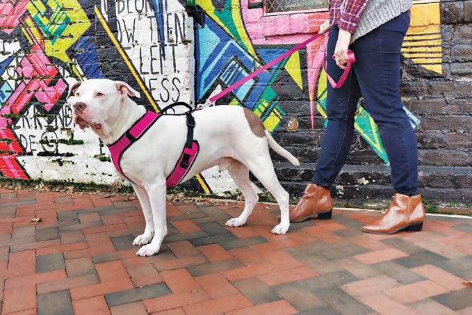 PetSafe EasySport Dog Harness, Pink, Medium | Padded, Elastic Neckline Harness for Active Dogs, Reflective Piping for Visibility, Top Control Handle, Rear Leash Clip