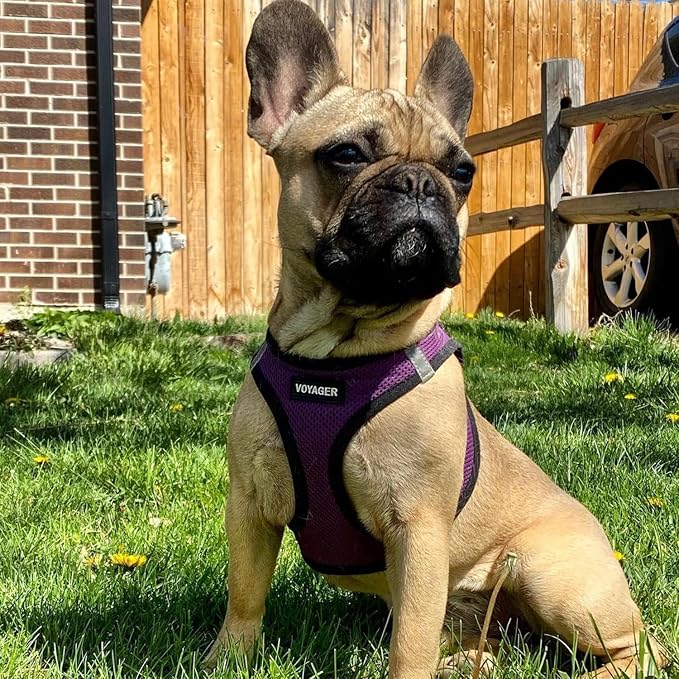 Best Pet Supplies Voyager Step-in Air All Weather Mesh Harness and Reflective Dog 5ft Leash Combo with Neoprene Handle, for Small, Medium and Large Breed Puppies - Purple/Black Trim, Small