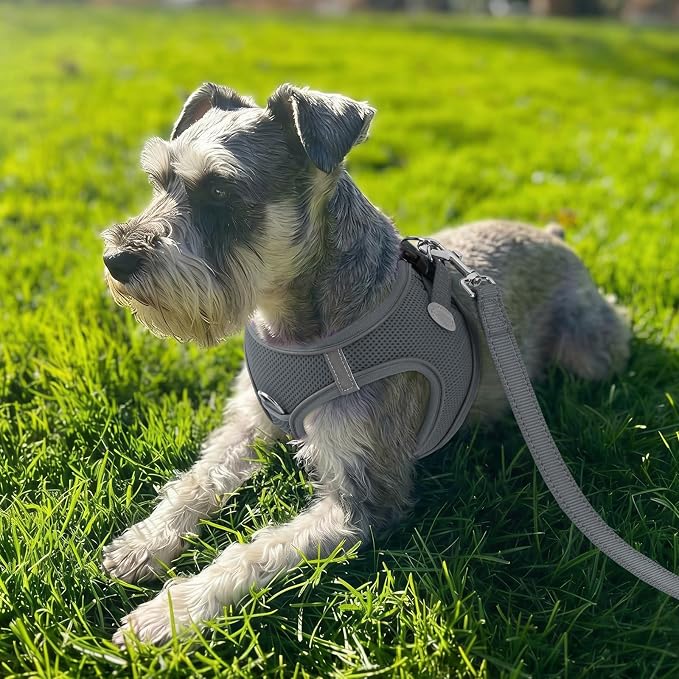 Joytale Step-in Dog Harness, Soft Breathable Mesh, Gray XS | Adjustable Fit for Small Dogs, Easy Step-in with Secure Fastener, Even Chest Pressure, Reflective For Night Safety, Washable