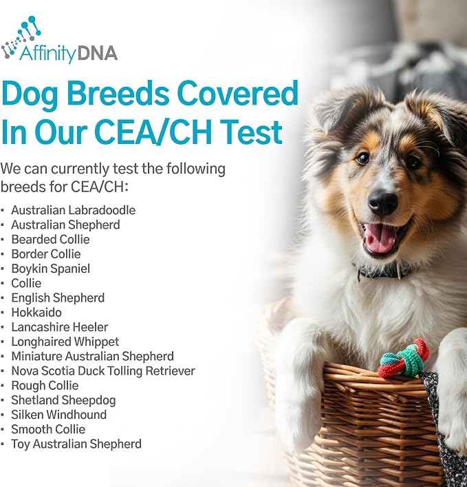Dog Collie Eye Anomaly (CEA/CH) DNA Test