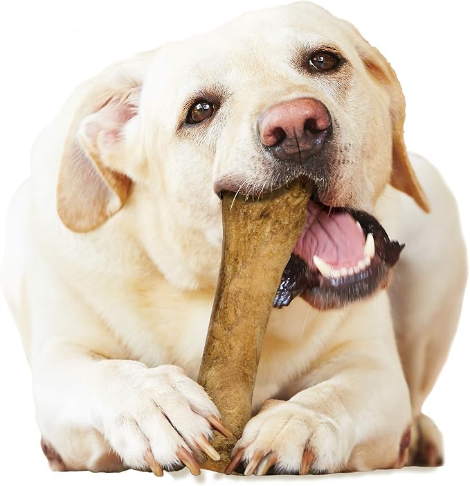 Nylabone Healthy Edibles Natural Dog Chews Long Lasting Bacon Flavor Treats for Dogs, X-Large/Souper, 1 Count (Pack of 2)